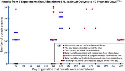 Experimental Neospora caninum Infection in Pregnant Cattle: Different Outcomes Between Inoculation With Tachyzoites and Oocysts